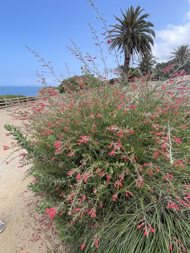 The Genus Gambelia, Bush Snapdragon — Spadefoot Nursery, Inc.